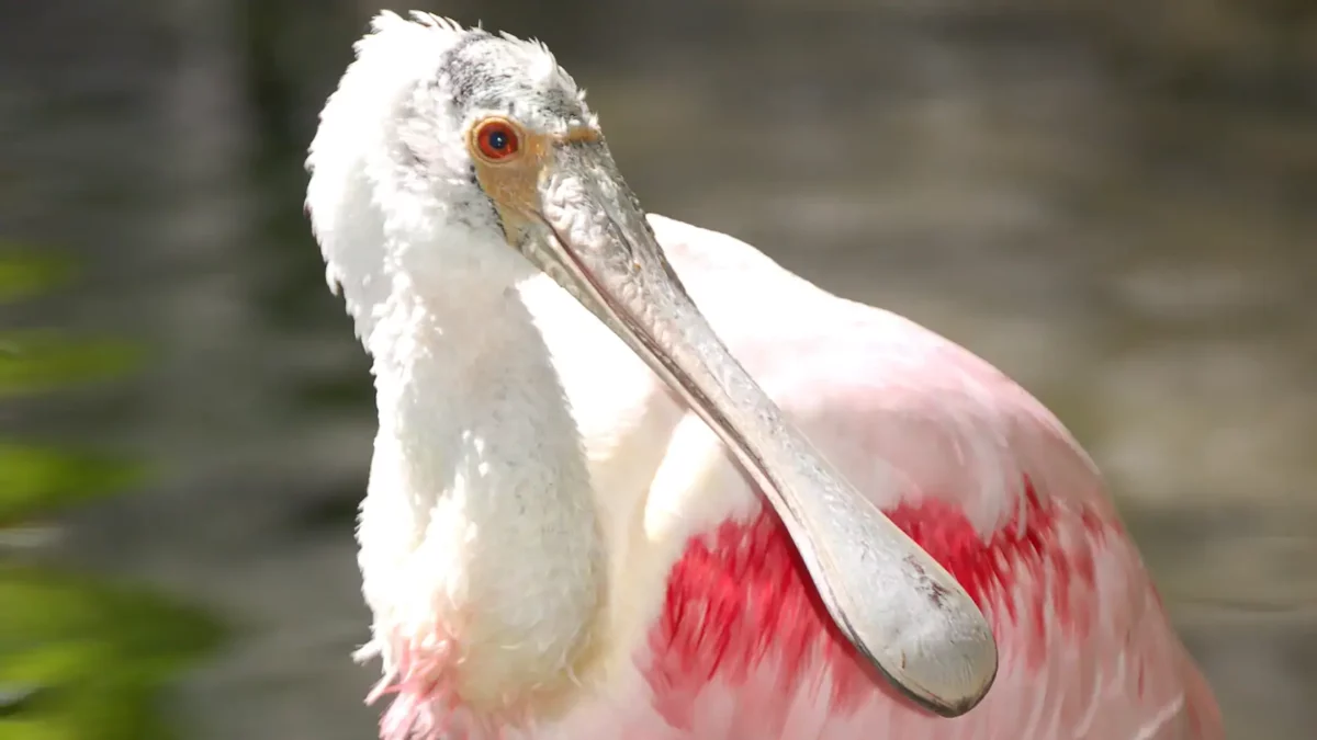 Spoonbill from the Oasis Exhibits at Disney'sAnimal Kingdom