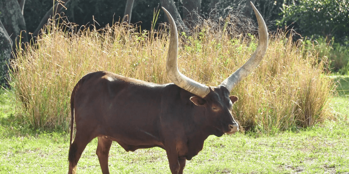 Ankole Cattle 