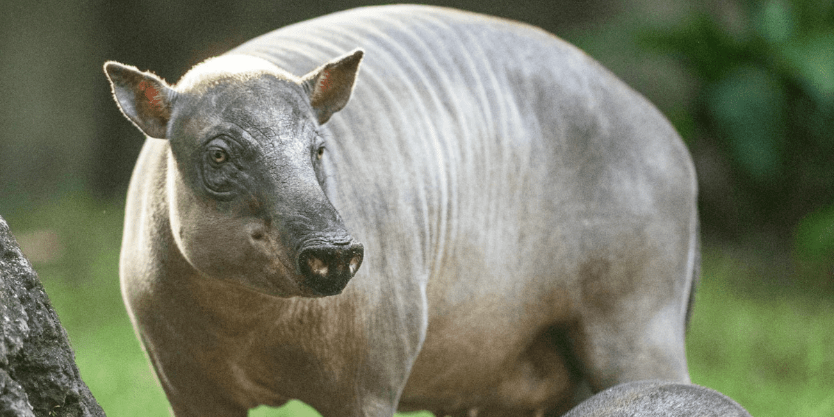 Babirusa