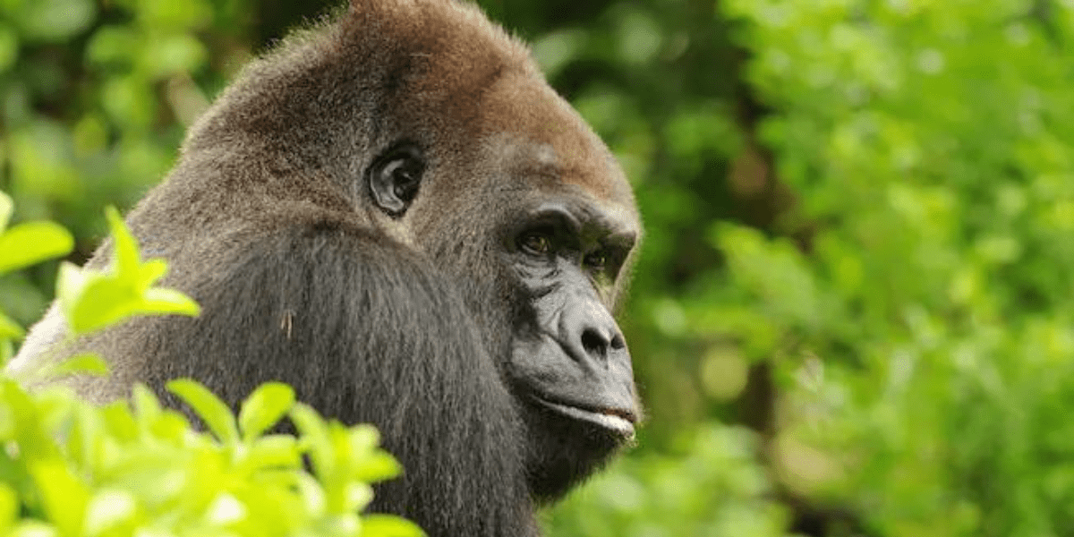 Gorilla Side-Glance