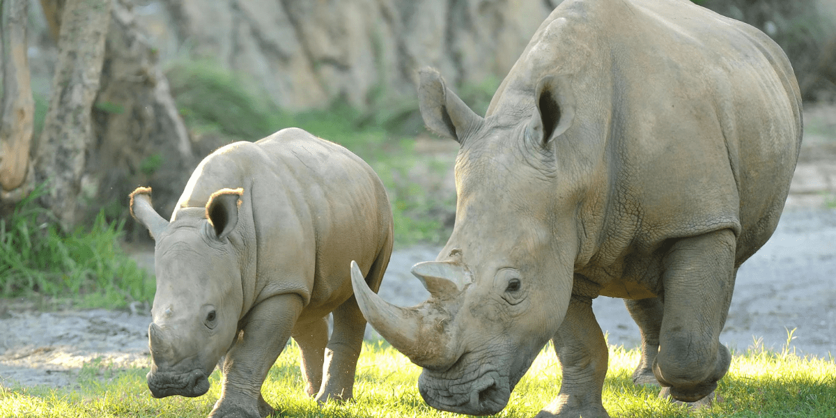 Rhinos at Disney