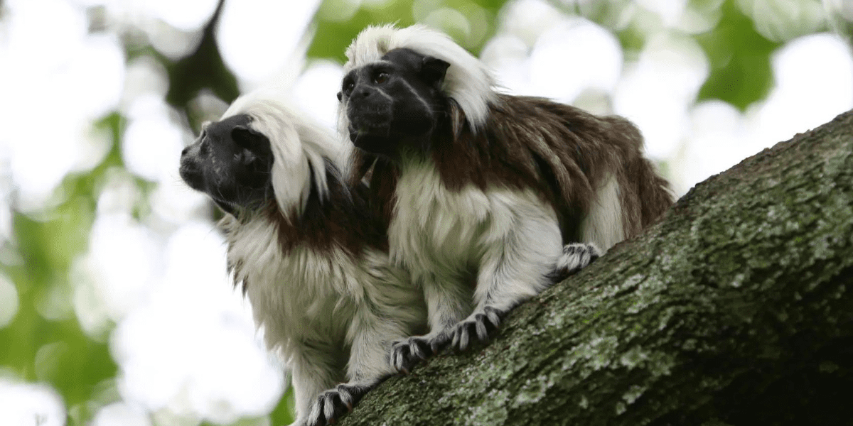 Cotton Top Tamarins