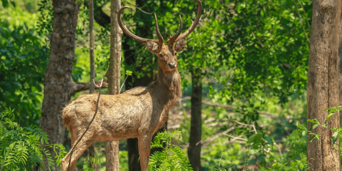 Eld's Deer 