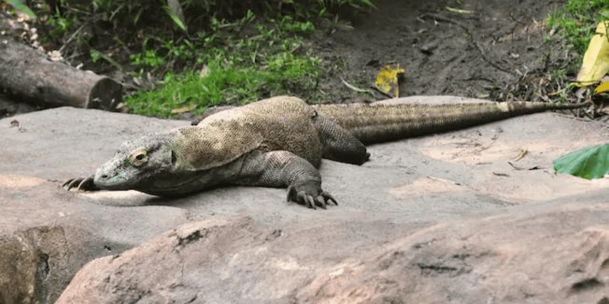 Komodo Dragon
