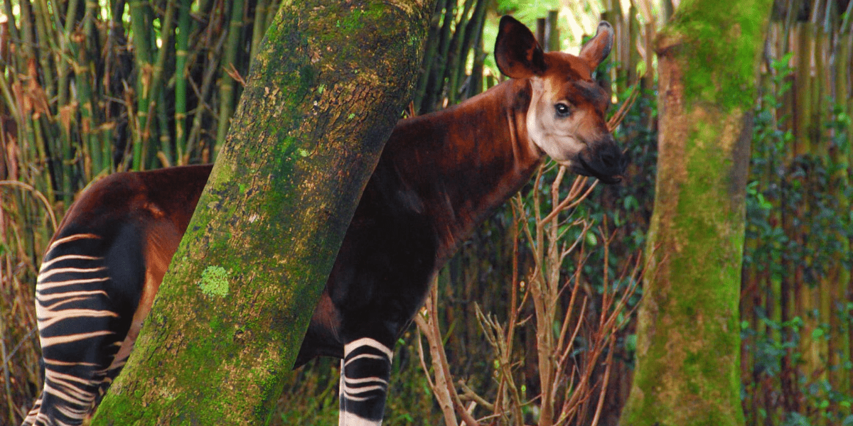 Okapi at Disney World