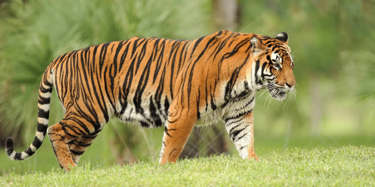 Sumatran Tiger