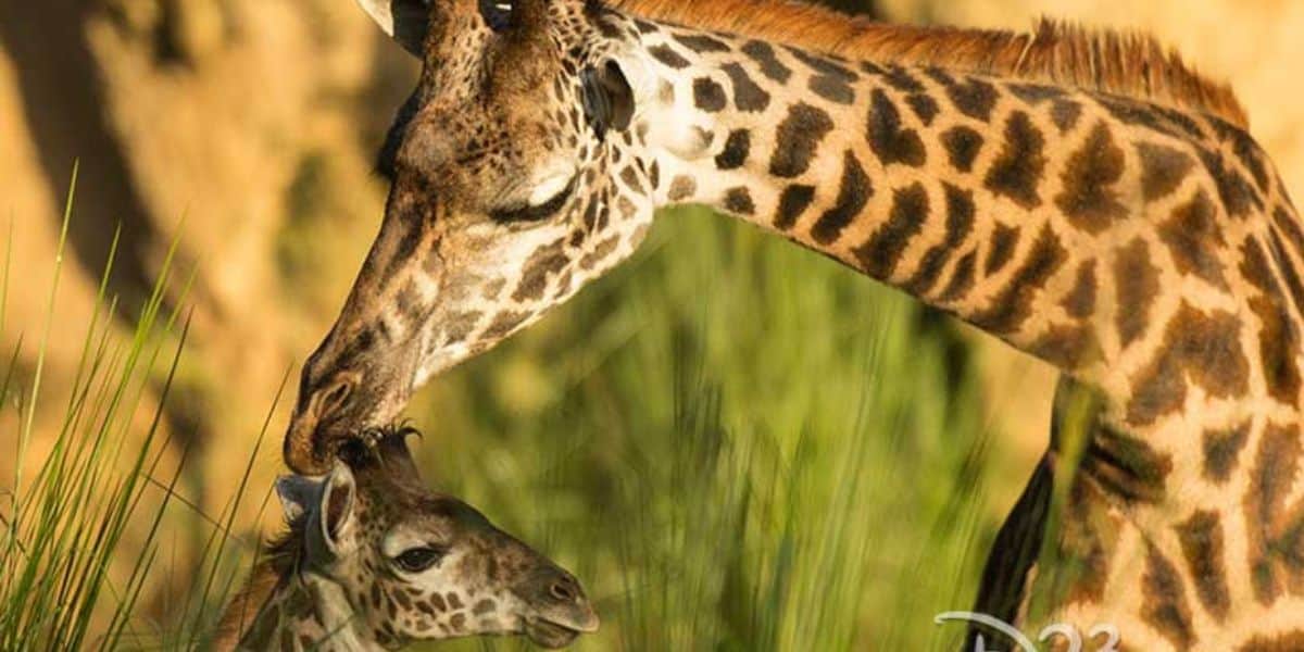 Giraffe