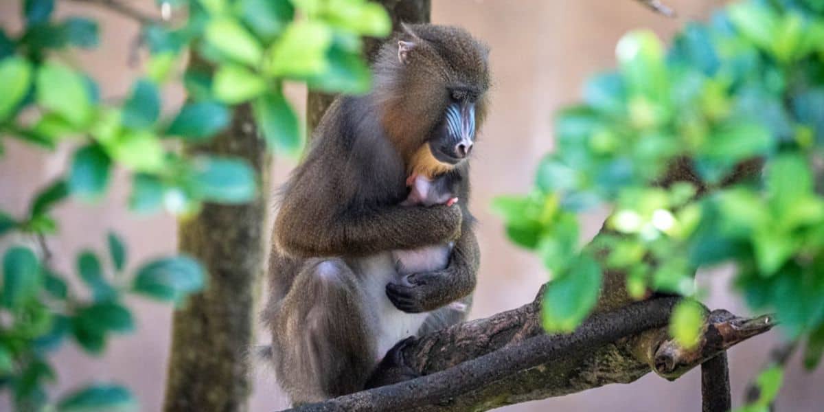 Mandrill Monkey and baby Saffron