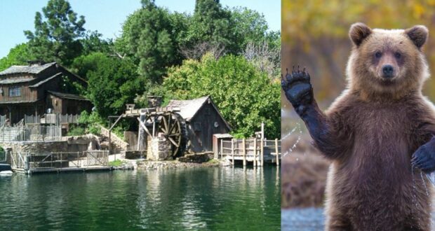 Bear in Tom Sawyer Island