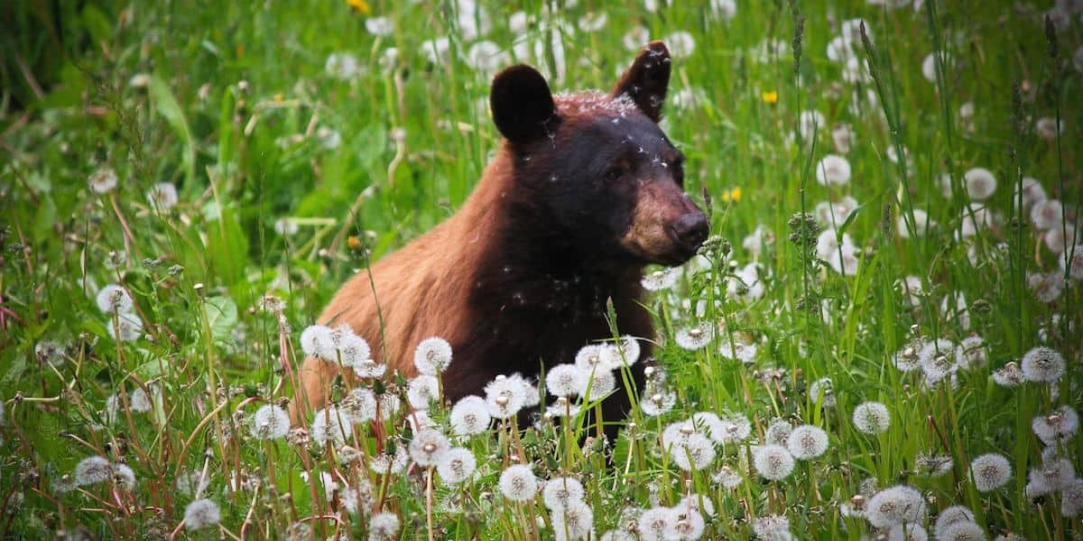 Bear from National Geographic