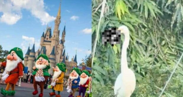Rat gets eaten by bird at Disney