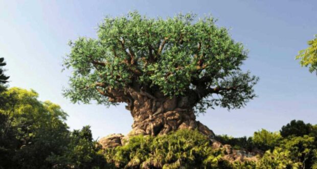 Image of a big tree in Disneyland