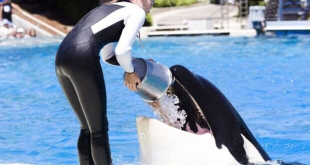 Killer whale fish feed