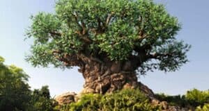 Disney Animal Kingdom Tree of life
