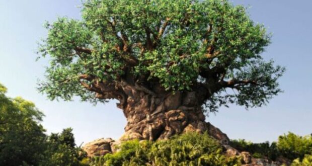 Disney Animal Kingdom Tree of life