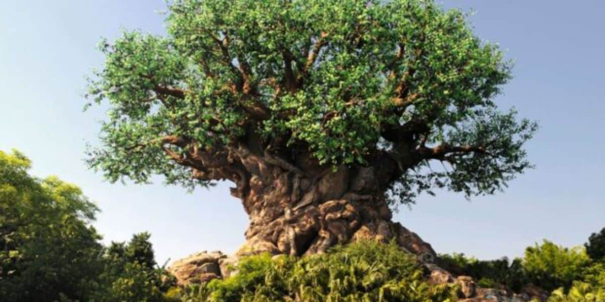 Disney Animal Kingdom Tree of life