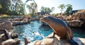 Sea lion on a rock at SeaWorld Orlando