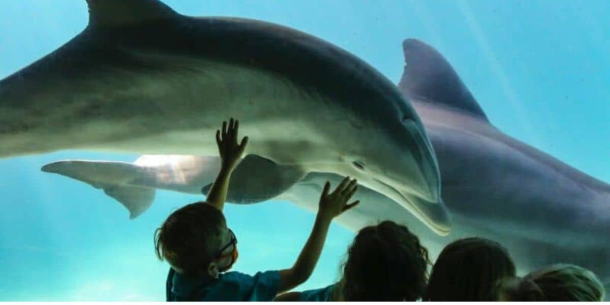 Kids watch dolphins at SeaWorld