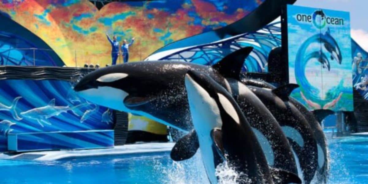 Killer whales jump out of the water at SeaWorld Orlando