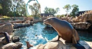 A sea lion on a rock by a pool at Sea World Orlando