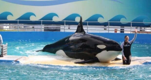 Killer Whale Florida Theme Park