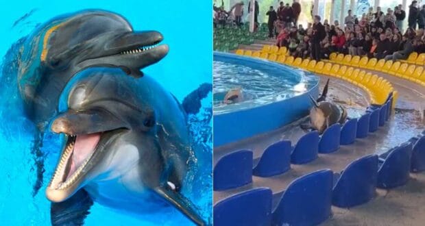 Left side: Two dolphins swimming together in clear blue water, with their heads above the surface and their mouths open. Right side: A dolphin leaning out of a pool onto the edges of a bright yellow and blue seating area, with an audience looking on.