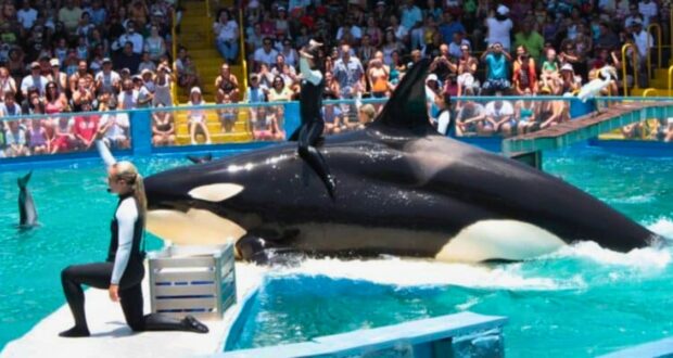 Trainer on orca at Miami Seaquarium