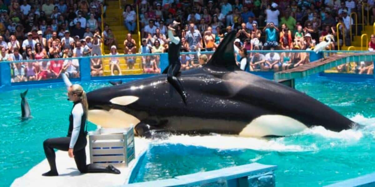 Trainer on orca at Miami Seaquarium