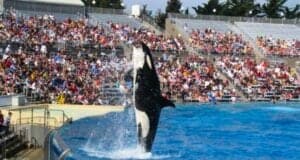 Guests watch an orca show at SeaWorld