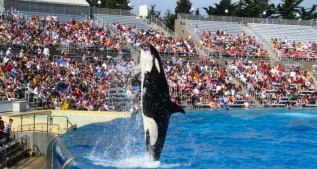 Guests watch an orca show at SeaWorld