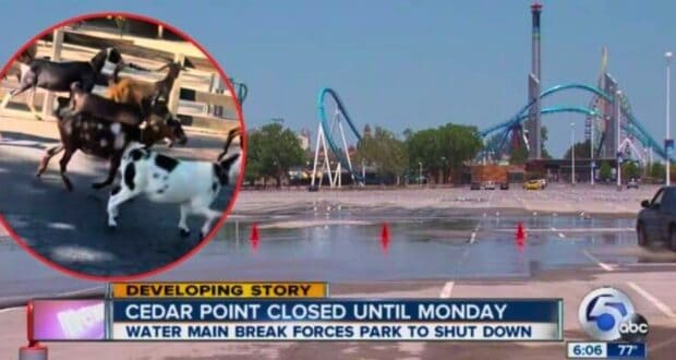 News graphic showing a closed Cedar Point amusement park with a headline reading "Cedar Point closed until Monday - Water main break forces park to shut down." An inset image shows goats in a pen. Red cones mark off wet pavement in the parking lot. Immediate statement pending on this emergency situation.