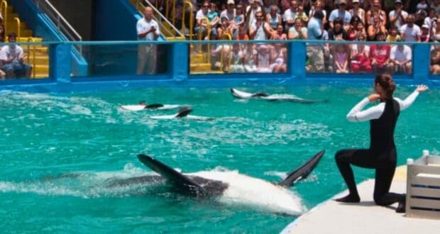 A dolphin trainer in a wetsuit interacts with performing dolphins in a large pool at a Florida theme park. The dolphins are performing tricks, splashing water around. A crowd of spectators watches attentively from the stands behind a clear barrier.
