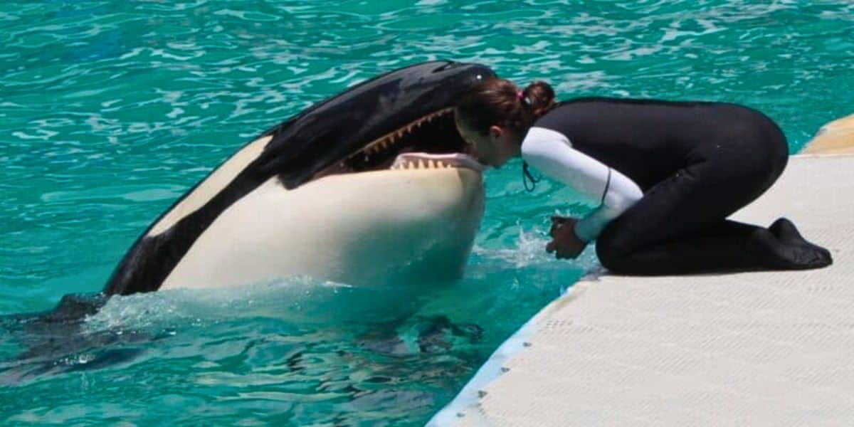 Tokitae killer whale and trainer at Miami Seaquarium
