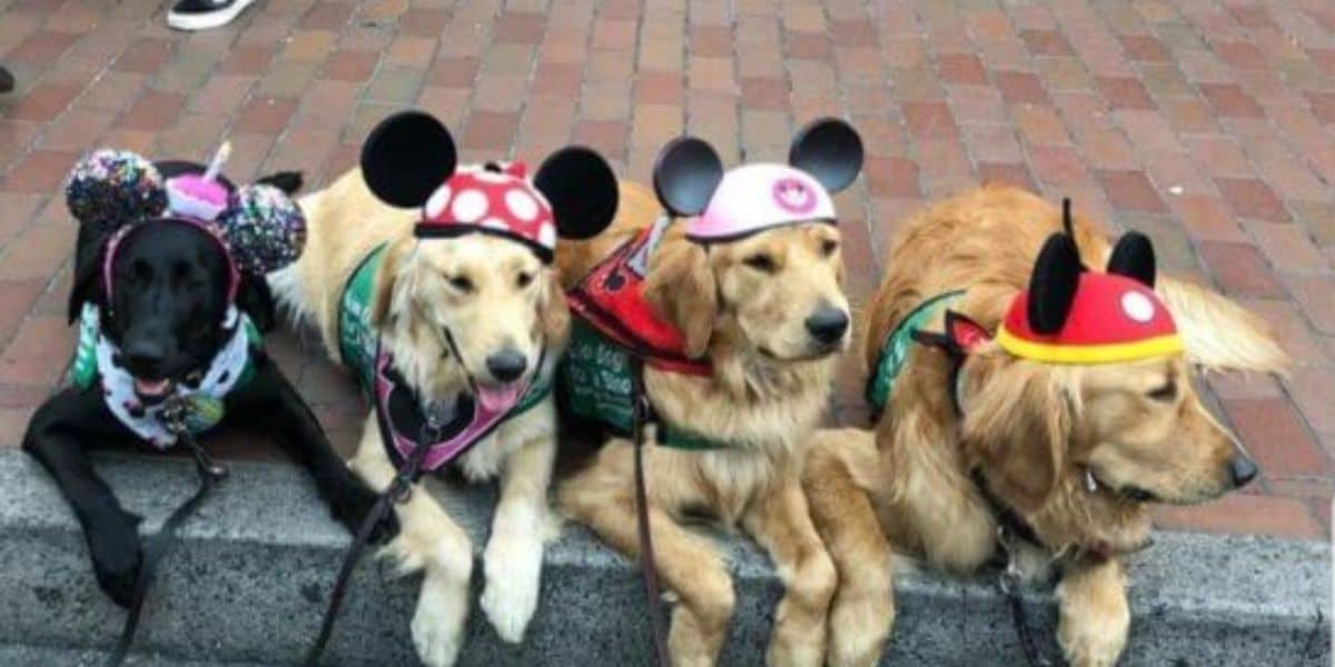 Four dogs are sitting on a sidewalk wearing Disney-themed hats. The dog on the left is black with a multicolored Mickey hat, the next two dogs are golden retrievers with Minnie and Mickey hats, and the dog on the right is another golden retriever with a Mickey hat and ears. Fun fact: Did you know there are several dog-friendly areas in Disney World?