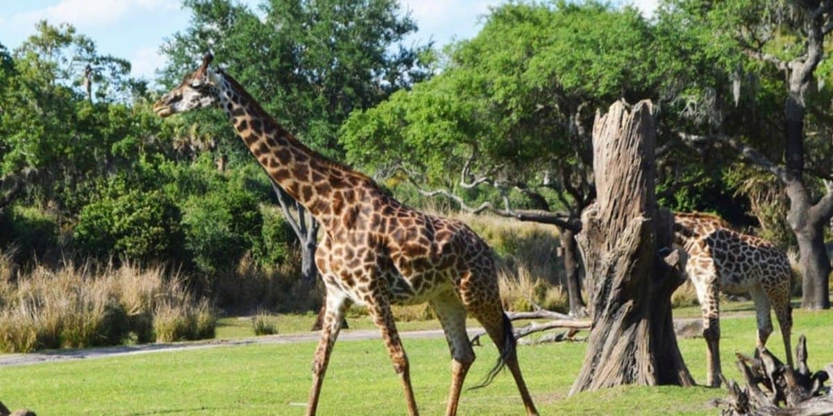 Two giraffes are walking on a grassy area beside a tree stump at Disney's Animal Kingdom. One giraffe is in the foreground, displaying its full body, while the other is partially obscured by the tree stump. The background is filled with lush green trees and bushes under a sunny sky, reminiscent of Kilimanjaro Safaris.