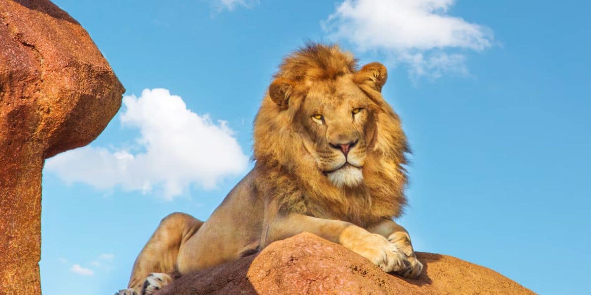 A majestic lion with a full mane lounges on a large rock under a bright blue sky with scattered clouds. The lion gazes confidently at the camera, exuding a sense of power and regality against the natural backdrop, transporting you to Disney's Animal Kingdom's Kilimanjaro Safaris.