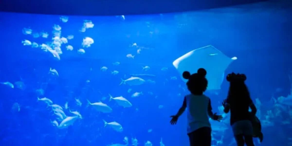 A child looks at the aquarium in The Seas With Nemo & Friends a EPCOT