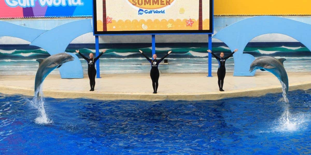 Trainers on stage during a dolphin show at Gulf World Marine Park