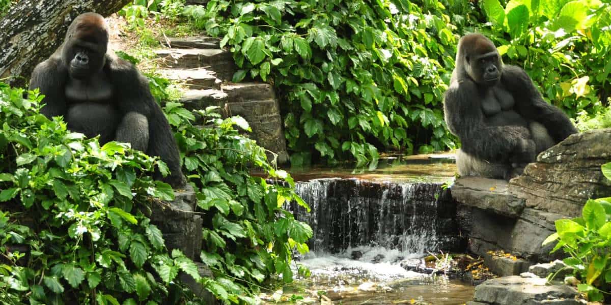 Two gorillas on the Gorilla falls exploration trail at Animal Kingdom