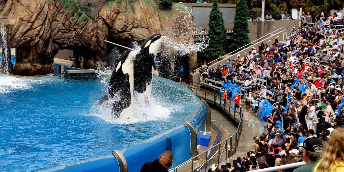 Two orcas leap out of the water at SeaWorld San Diego