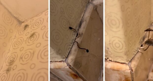 Mold and mushrooms growing in the corner of a Disney Resort hotel room.