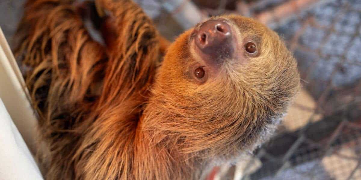 Sid the Sloth gazes upward with his trademark gentle smile, clinging to a branch inside his themed Animal Kingdom habitat.