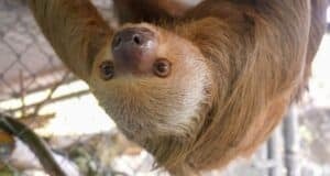 A playful brown sloth entertains guests as it hangs upside down and gazes curiously at visitors through its enclosure at the zoo.