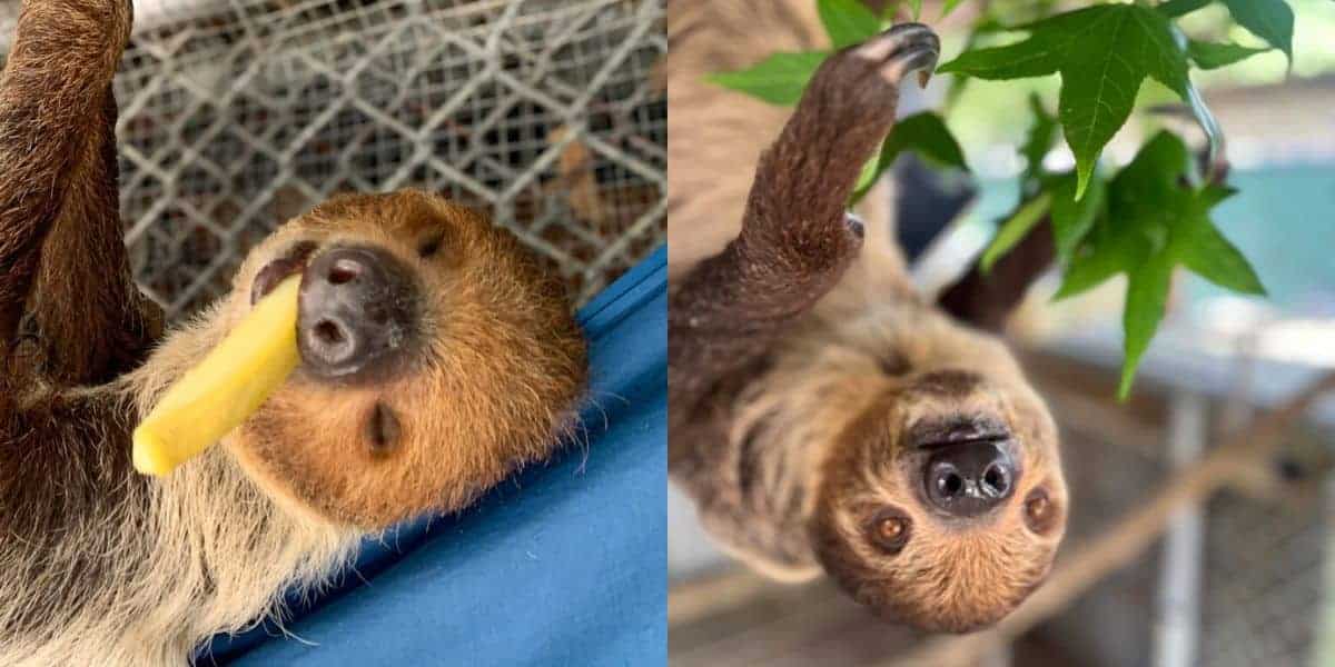 Split image: Left, a sloth enjoying a snack at the adventure park’s animal encounter. Right, another sloth putting on an acrobatic show by hanging upside down and stretching for leafy treats in the park’s lush habitat area.
