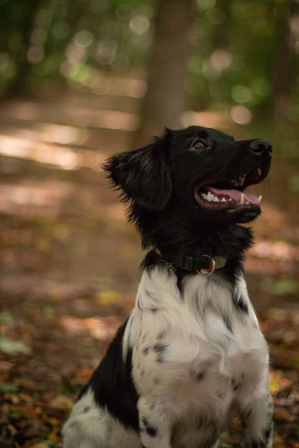 Hundetegn løse remme - Lille: Yndig sort og hvid hvalp med et lille halsbånd, perfekt til små hunde.