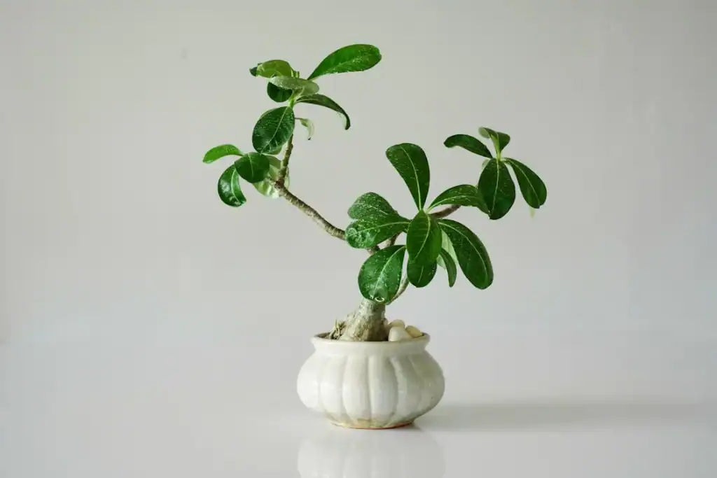 Zielone rośliny doniczkowe, bonsai, dekoracja wnętrz, rośliny do domu i ogrodu, stylowe doniczki, rośliny ozdobne, pielęgnacja roślin, artykuły ogrodnicze, dekoracje do domu.