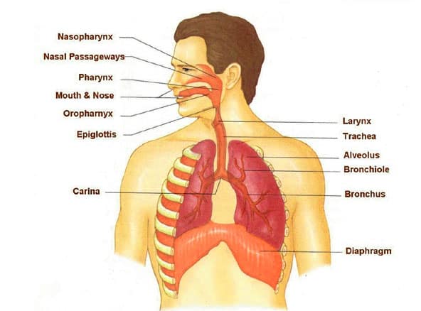 Disease diagnosis, anatomy of respiratory system, lungs, throat, nose, trachea, bronchi, and diaphragm for medical education.