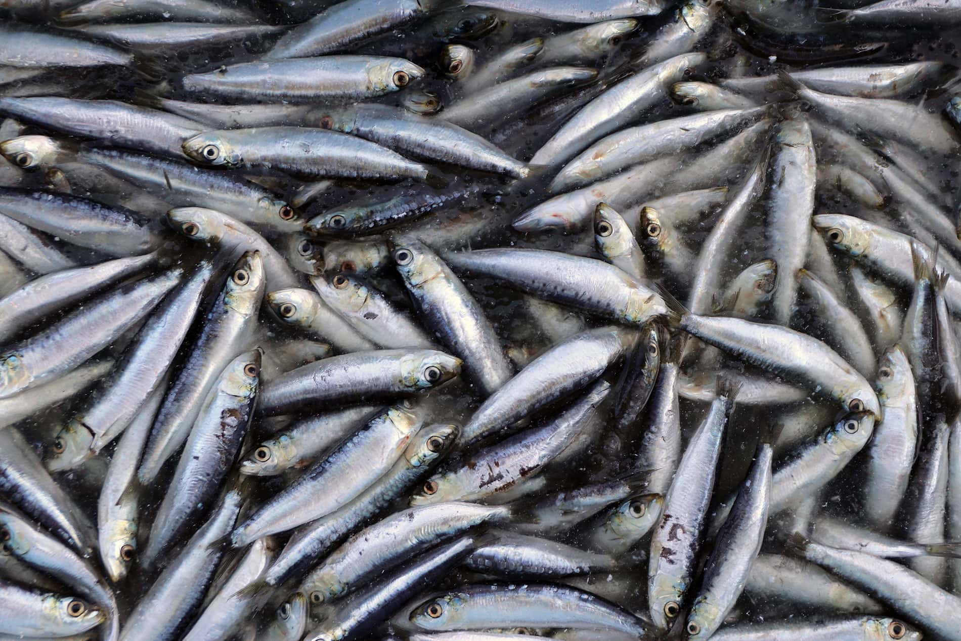 Adriatic sardines