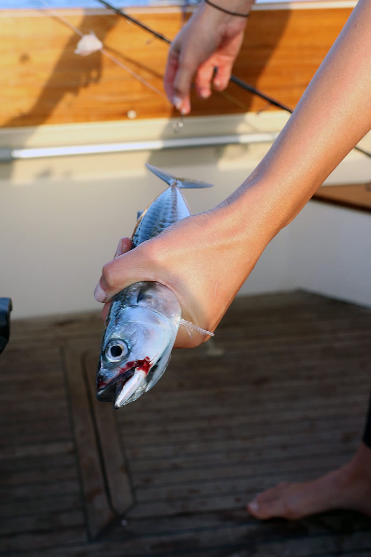 Freshly caught mackerel
