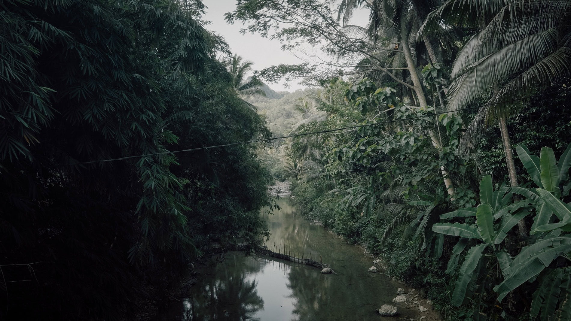 Jungle river